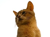 Abyssinian