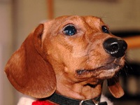 dachshund-rescue-indiana